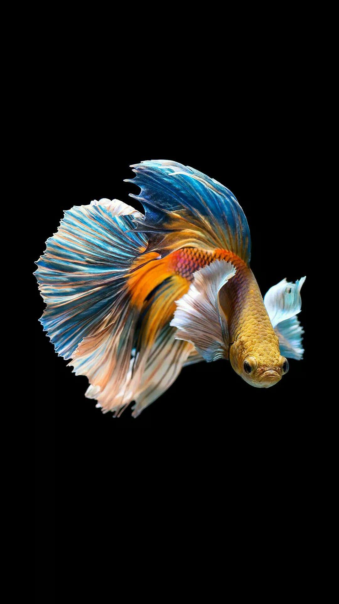 Brightly Colored Fish Wallpapers Wallpaper Cave