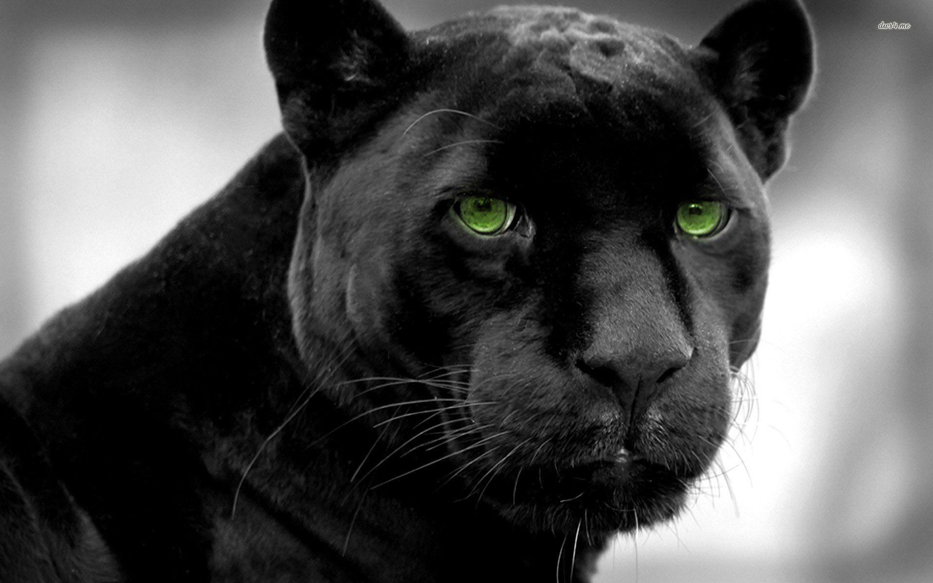 Black Panther Aesthetic Animal Wallpapers Wallpaper Cave