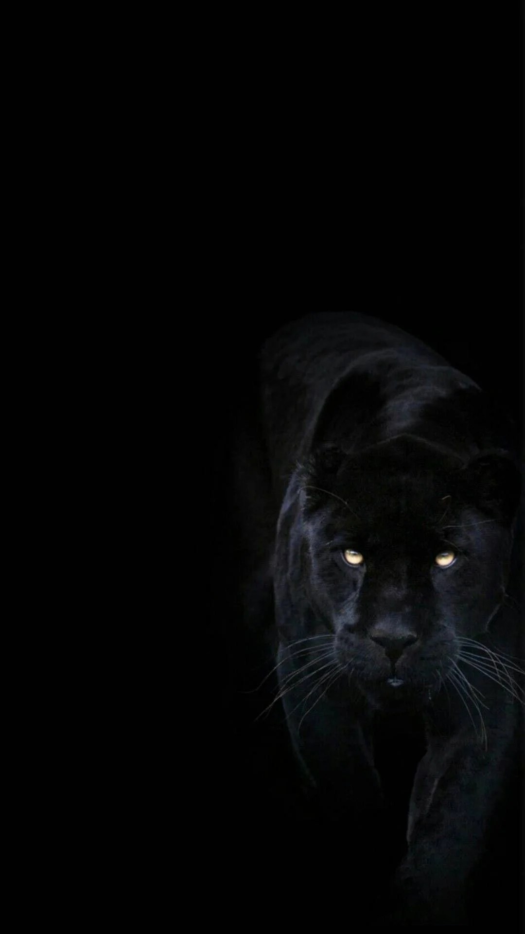 Black Panther Aesthetic Animal Wallpapers Wallpaper Cave