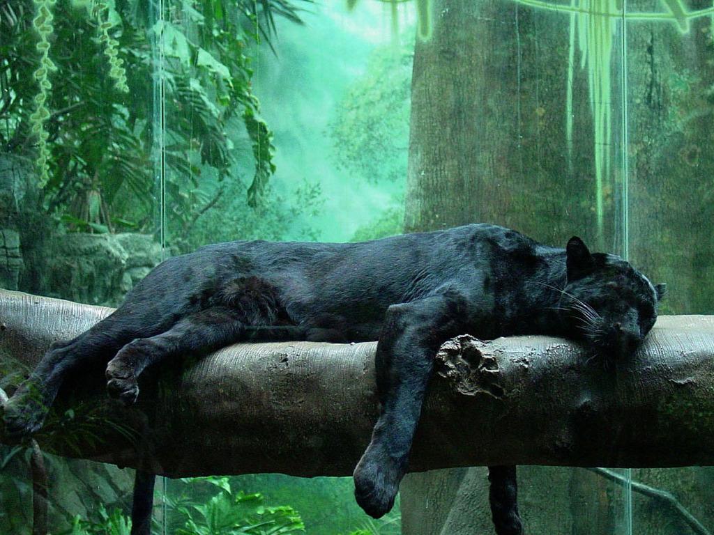 Black Panther Aesthetic Animal Wallpapers Wallpaper Cave