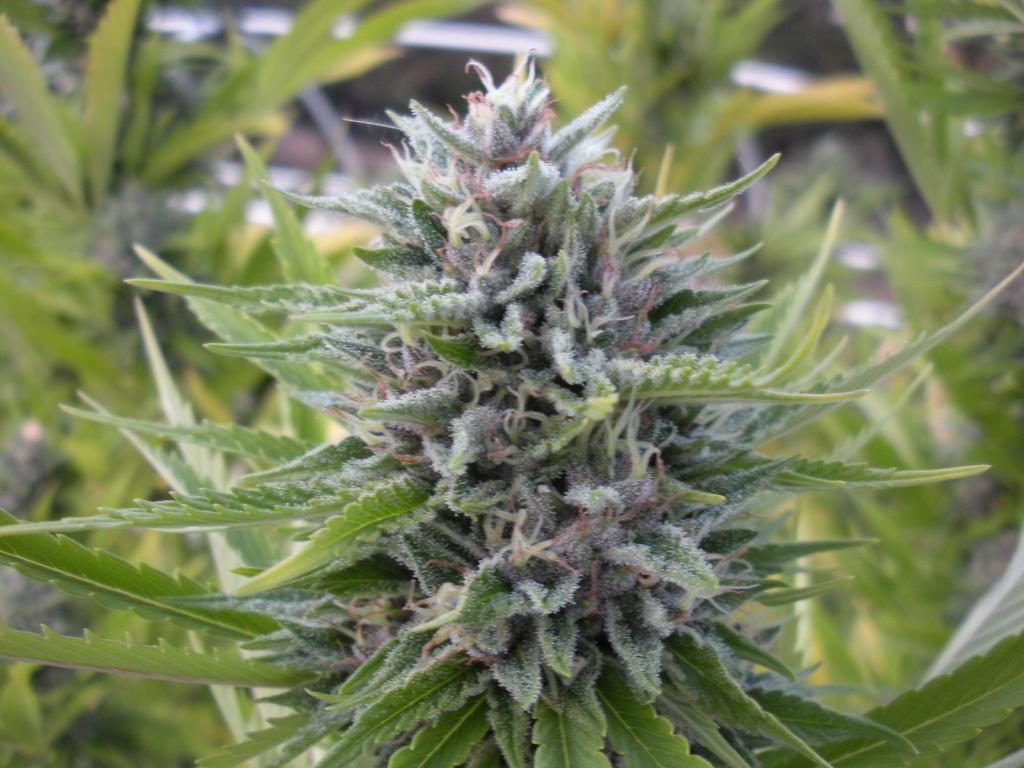 Kush Logo Wallpapers Wallpaper Cave