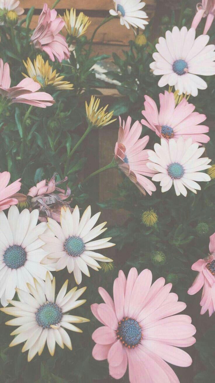 Pleasant Wallpapers Wallpaper Cave