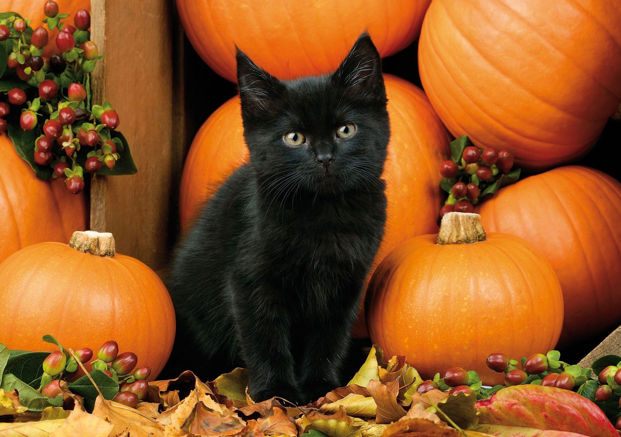 Black Cats Autumn Wallpapers Wallpaper Cave