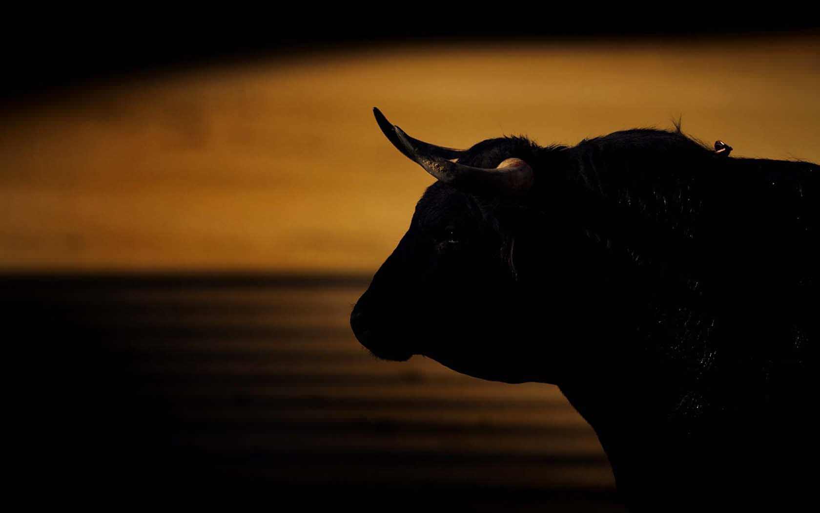 Black Bulls Wallpapers Wallpaper Cave