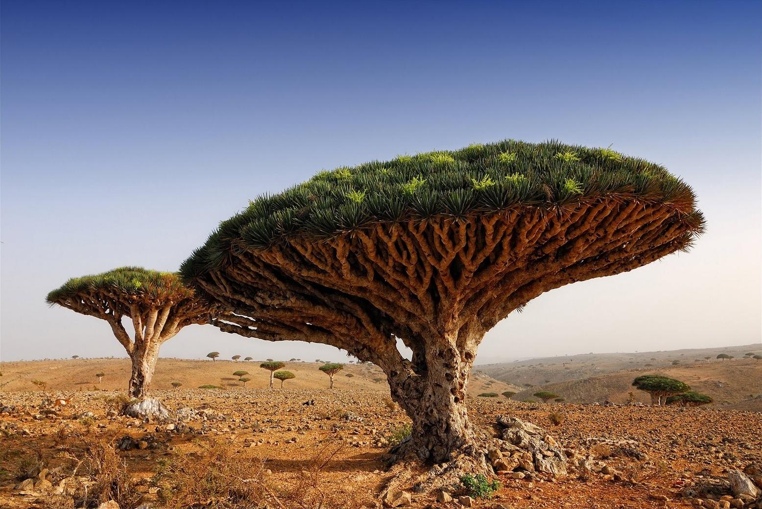 Dragon Blood Tree Wallpapers Wallpaper Cave