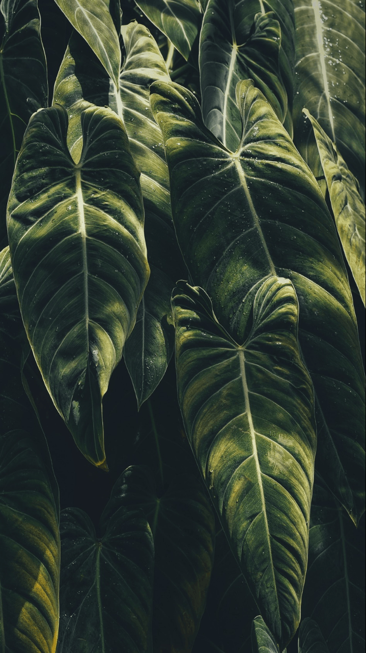 Rain Forest Tumblr Wallpapers Wallpaper Cave