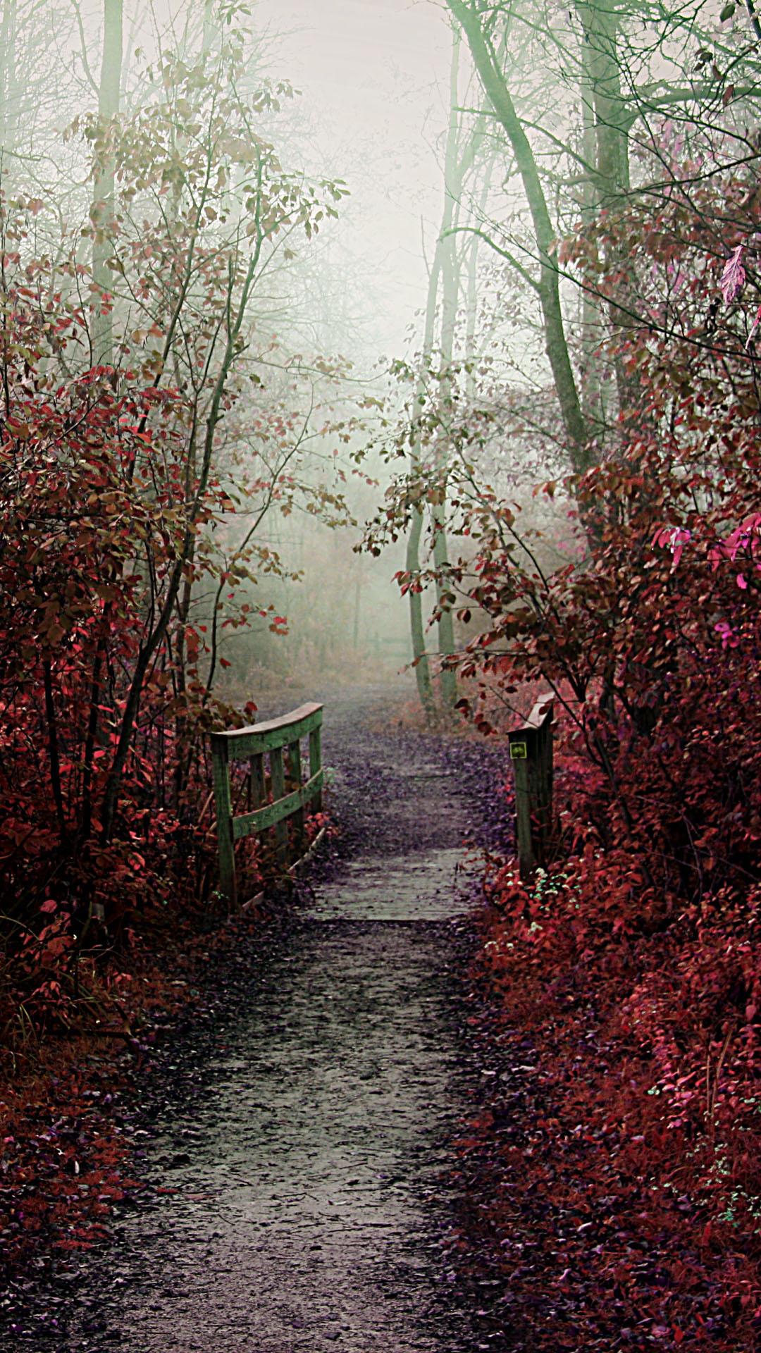 Misty Autumn Forest Path Wallpapers Wallpaper Cave