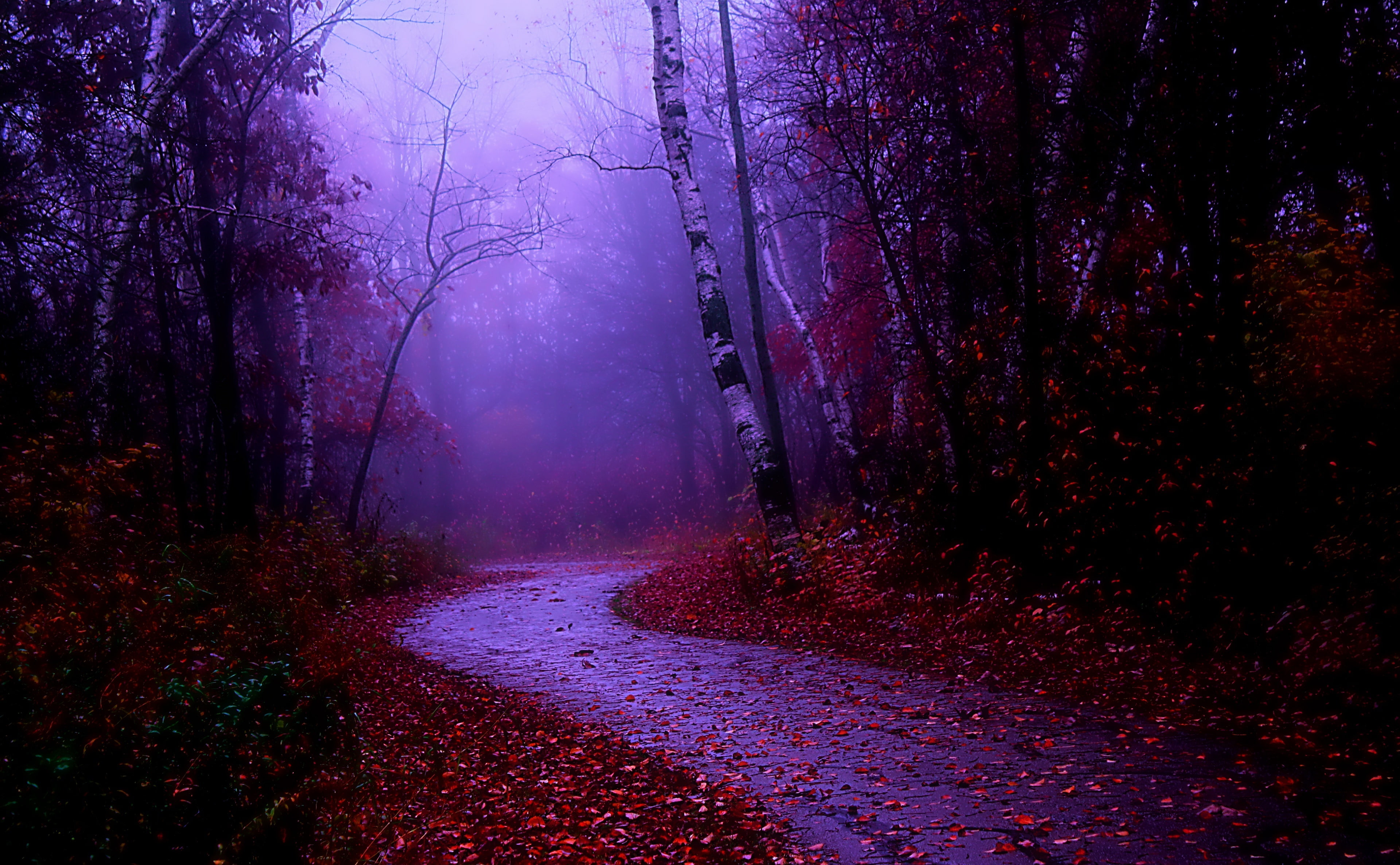 Misty Autumn Forest Path Wallpapers Wallpaper Cave