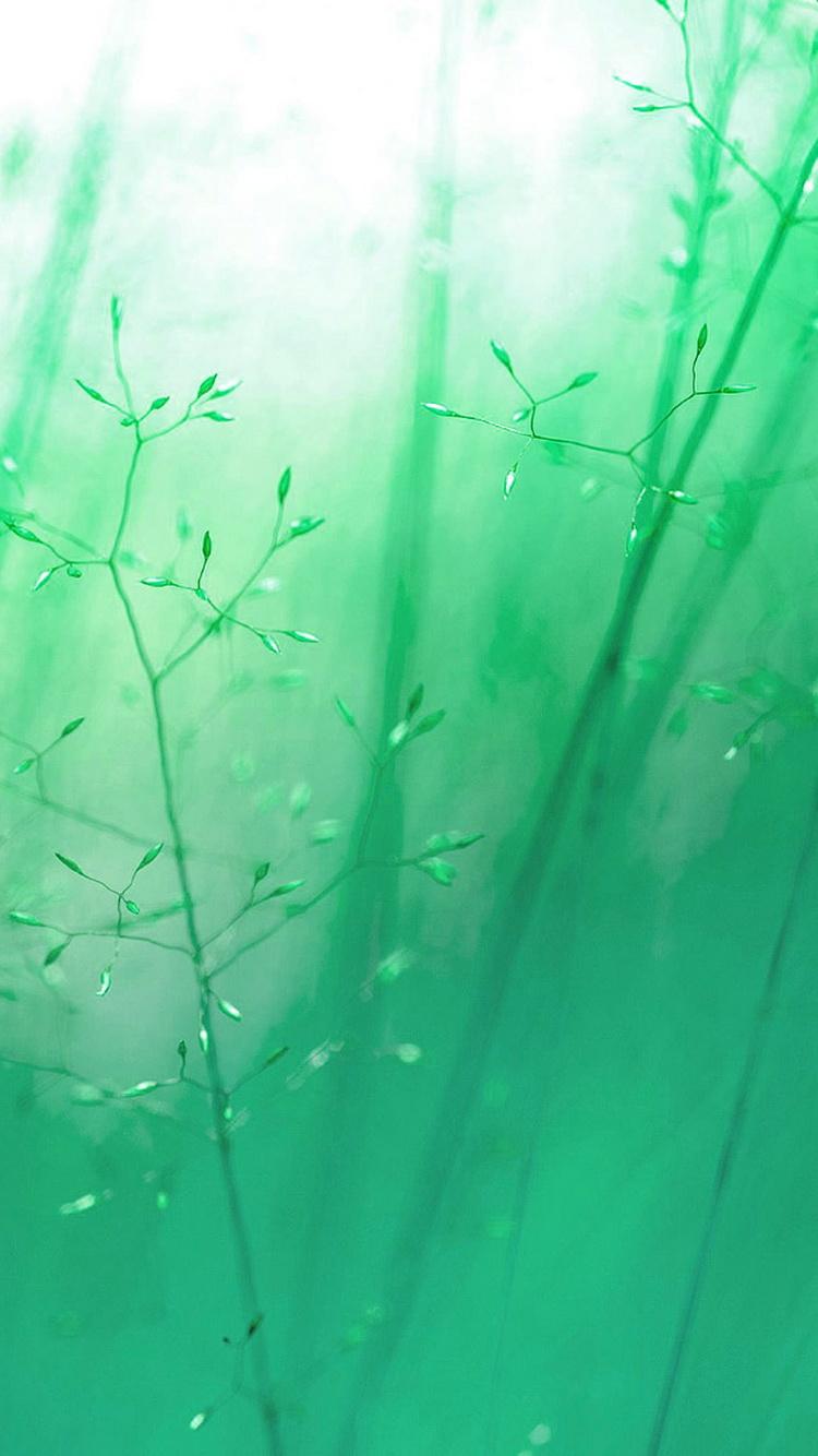Green Aesthetic iPhone Wallpapers Wallpaper Cave