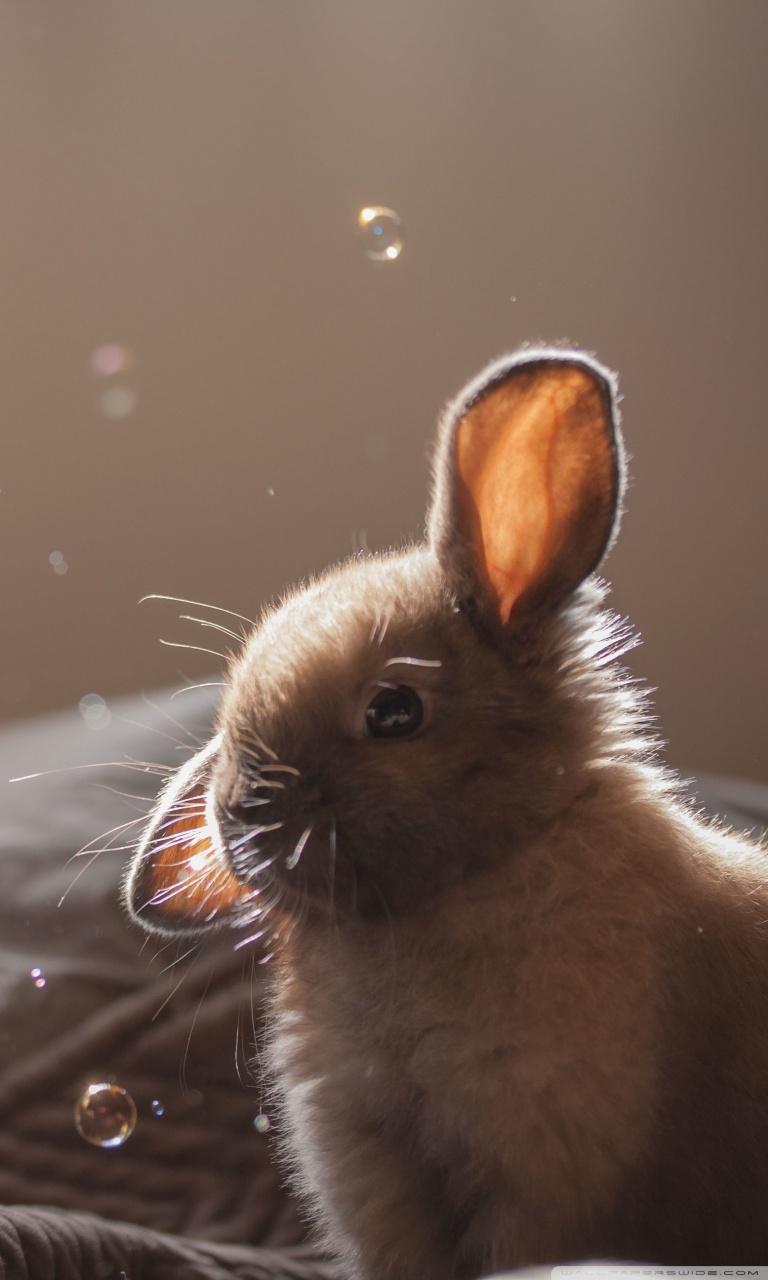 Rabbit Phone Wallpapers Wallpaper Cave