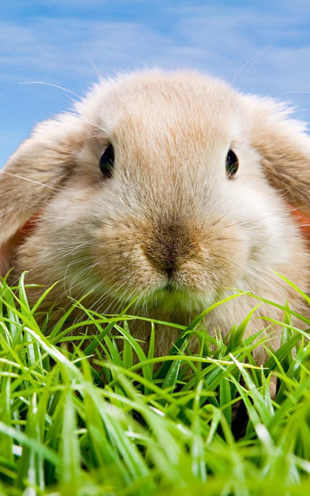 Rabbit Phone Wallpapers Wallpaper Cave