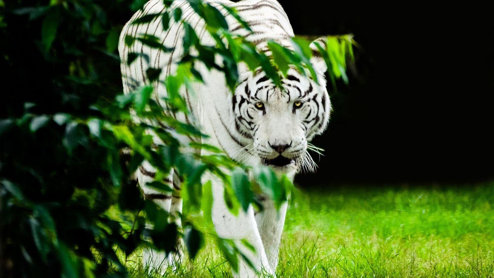 White Tiger Animal Wallpapers Wallpaper Cave