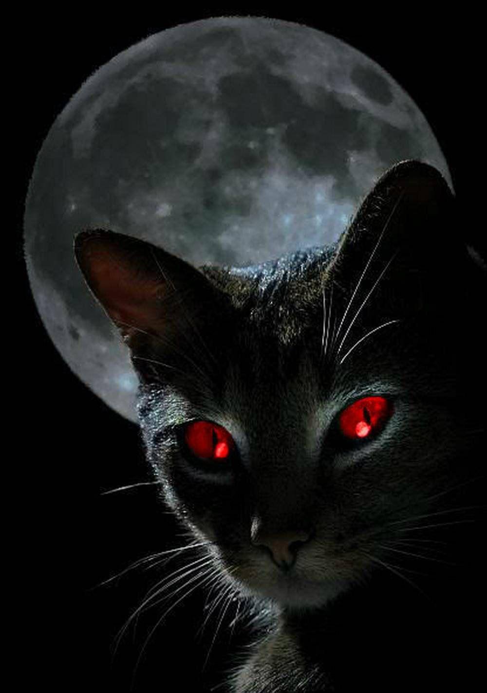 Scary Cats Wallpapers Wallpaper Cave