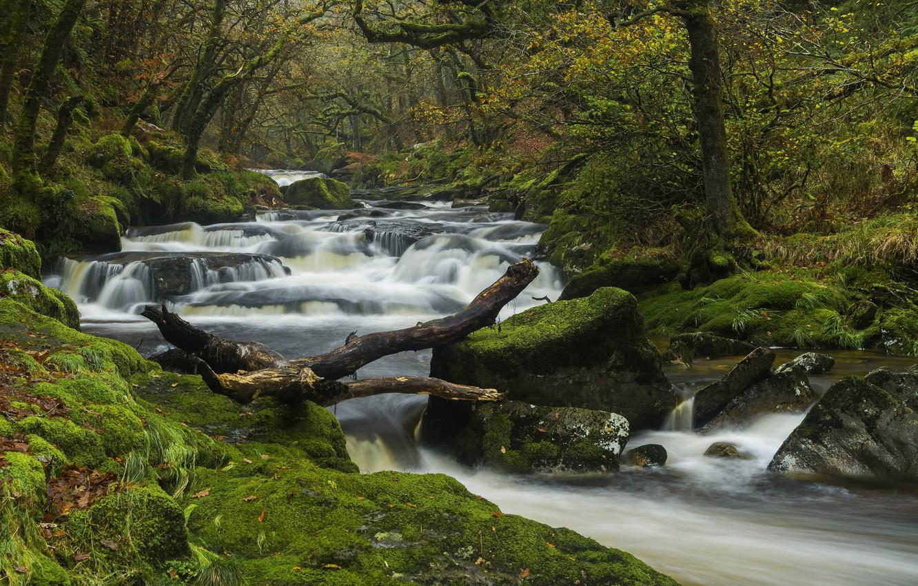 Dartmoor Forest Trees Wallpapers Wallpaper Cave