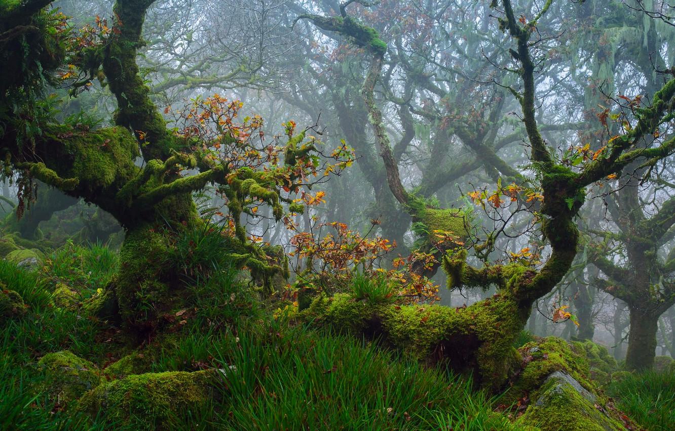 Dartmoor Forest Trees Wallpapers Wallpaper Cave