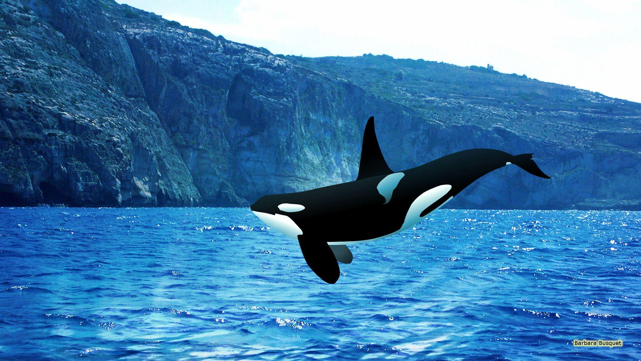 Killer Whales Wallpapers Wallpaper Cave