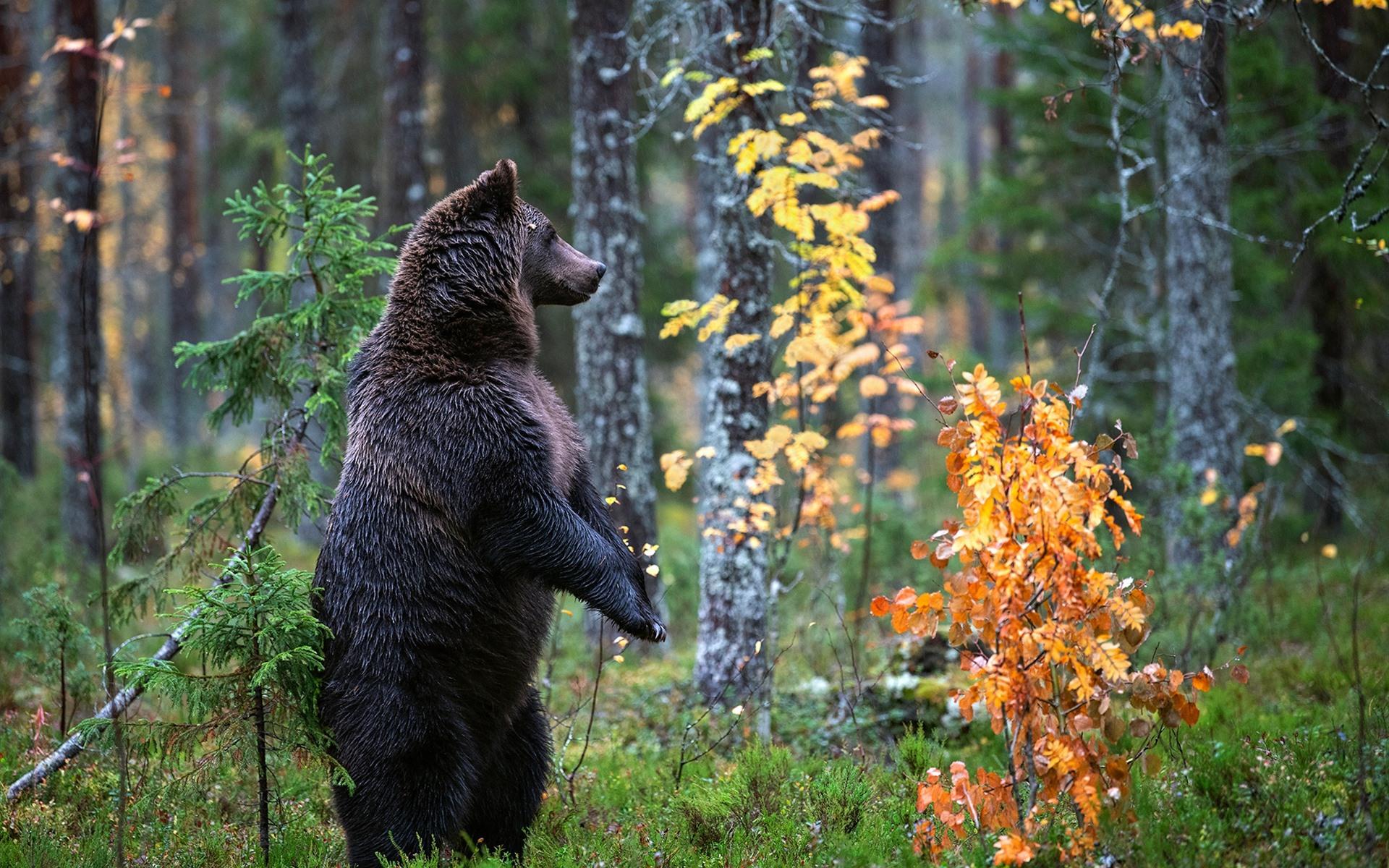 Autumn Black Bear Wallpapers Wallpaper Cave