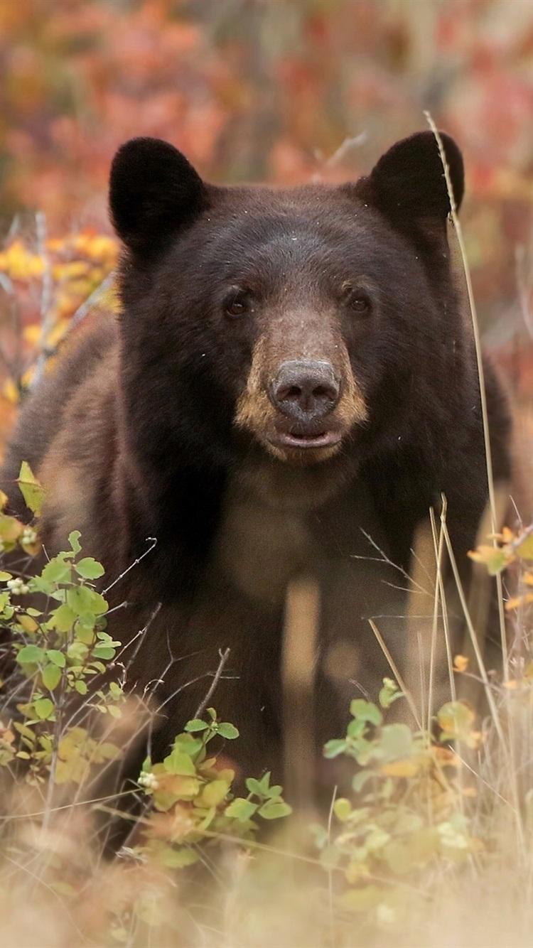 Black Bear Phone Wallpapers Wallpaper Cave