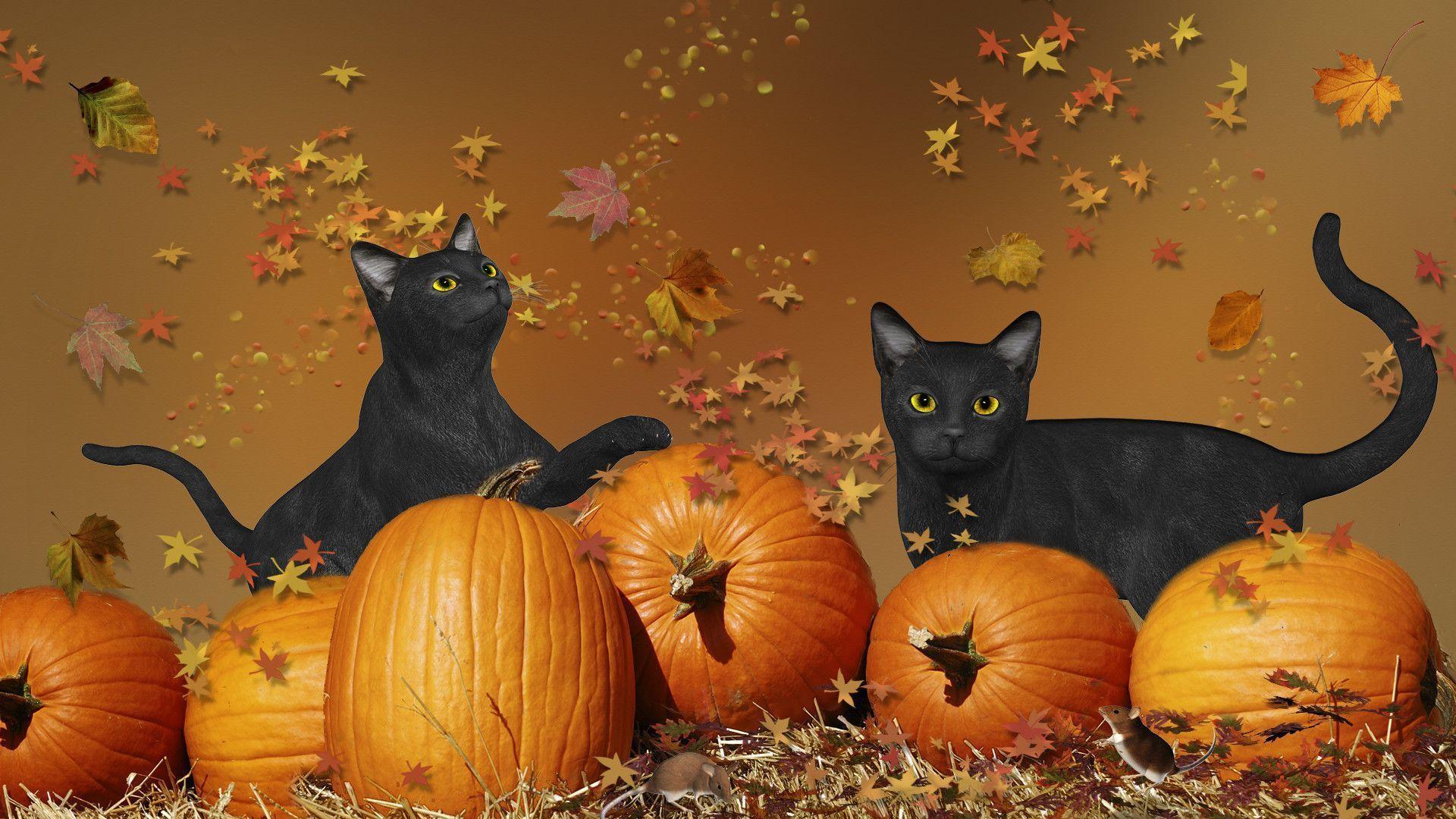 Black Kitten And Halloween Pumpkins Wallpapers Wallpaper Cave