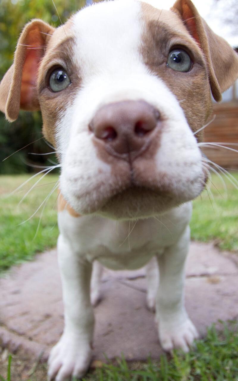 Light Skin Dog Wallpapers Wallpaper Cave