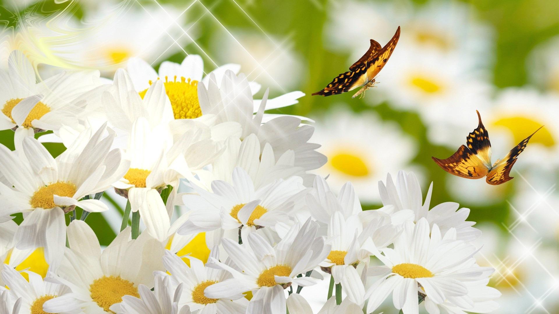 Daisies And Butterflies Wallpapers Wallpaper Cave