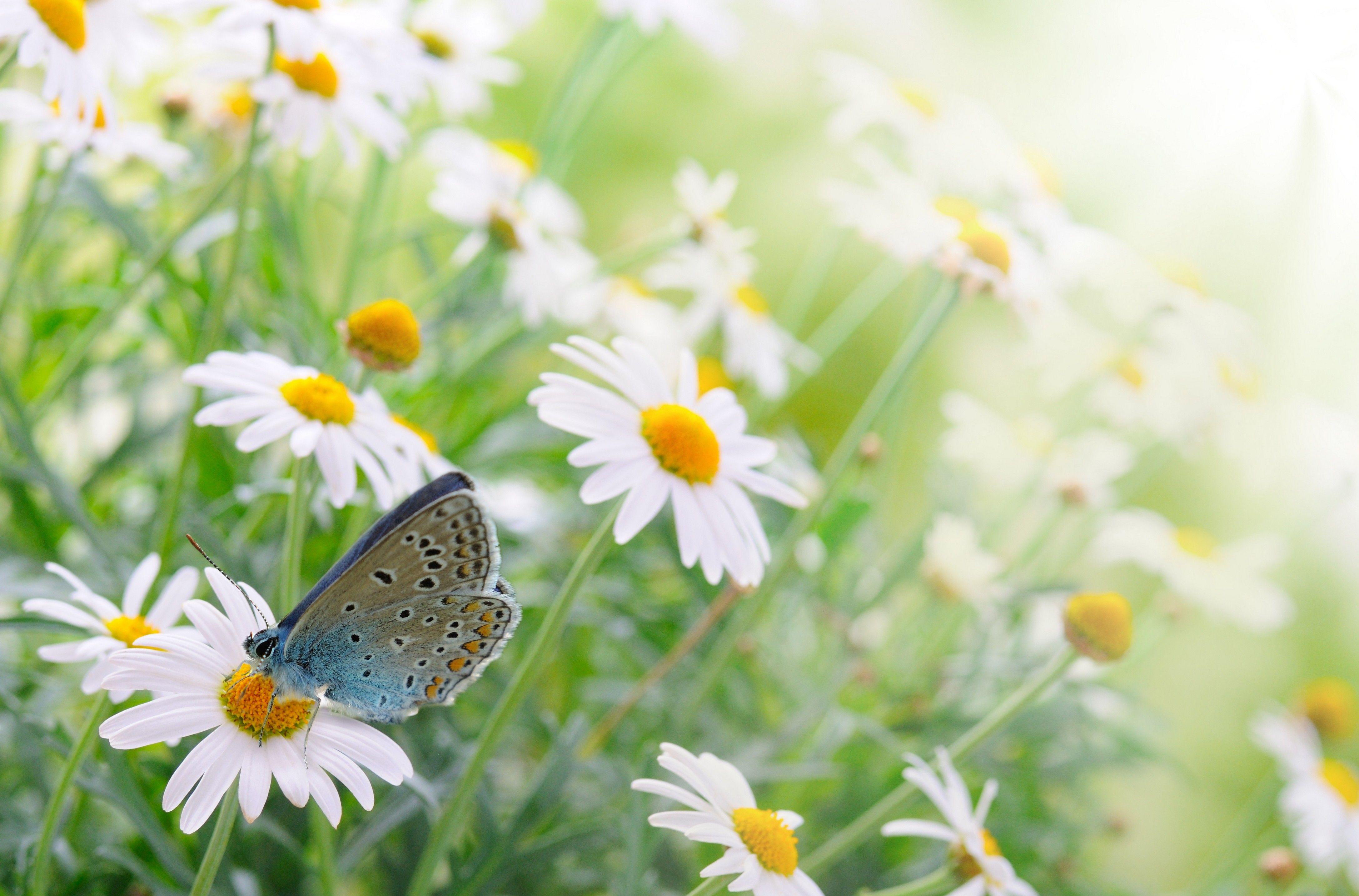 Daisies And Butterflies Wallpapers Wallpaper Cave