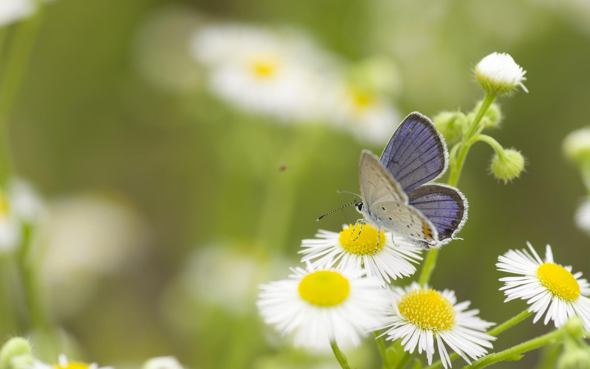 Daisies And Butterflies Wallpapers Wallpaper Cave