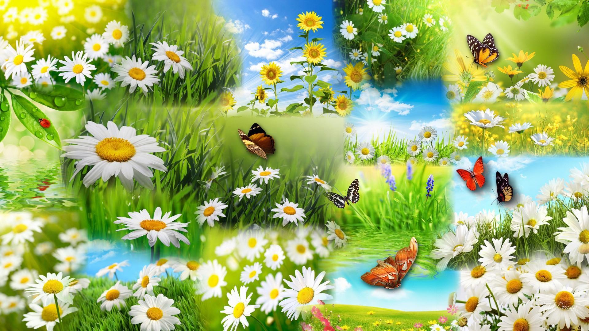 Daisies And Butterflies Wallpapers Wallpaper Cave