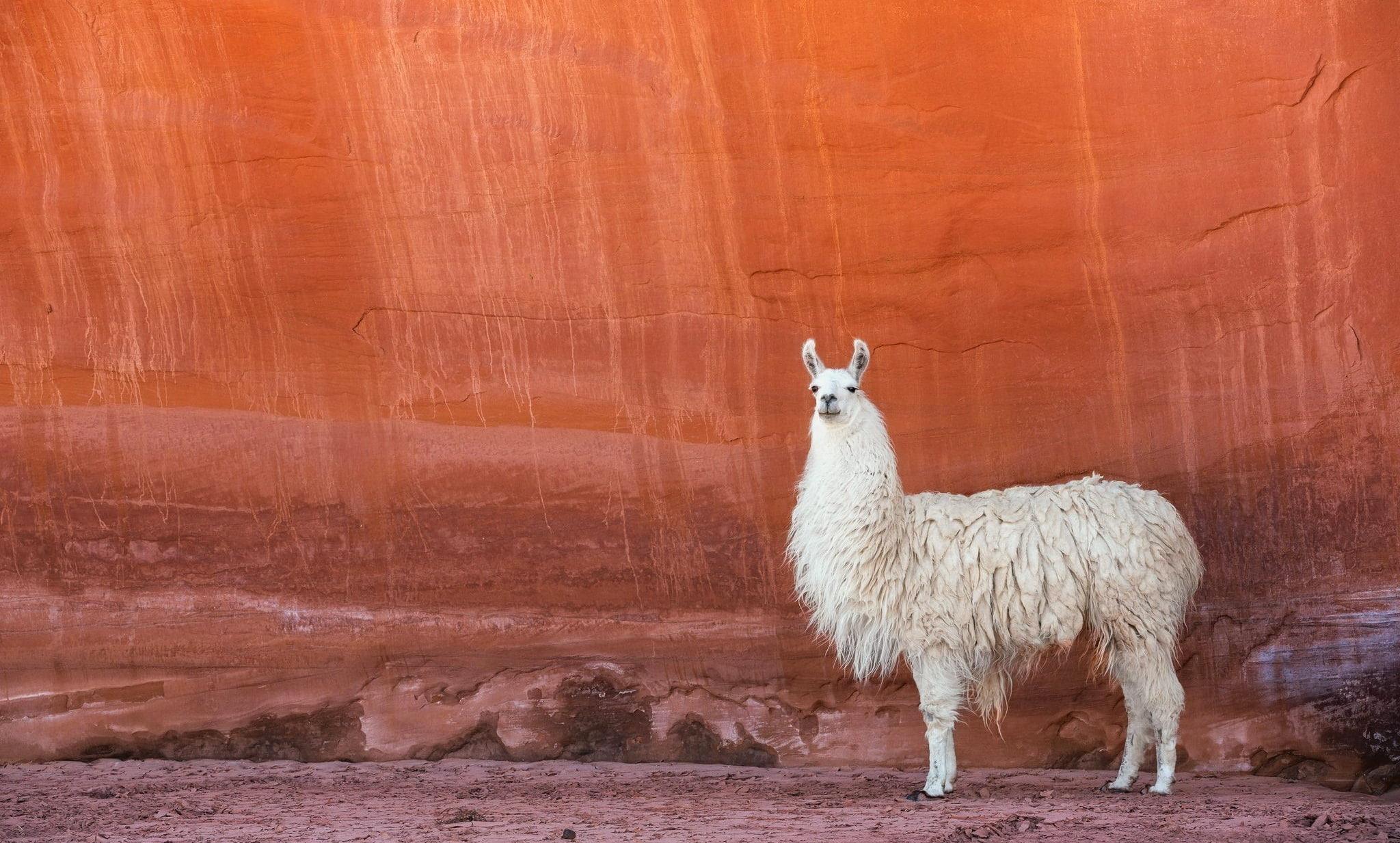 Lamas Wallpapers Wallpaper Cave