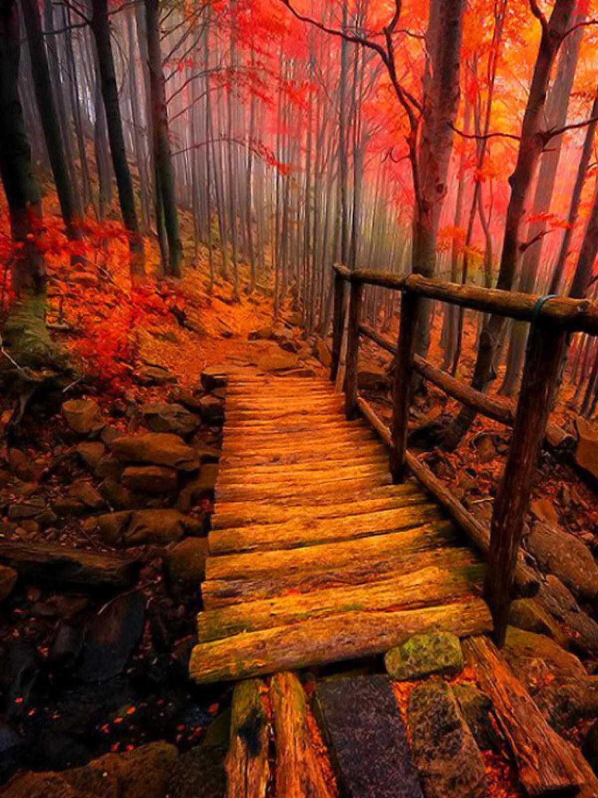 Autumn Mobile Wallpapers Wallpaper Cave