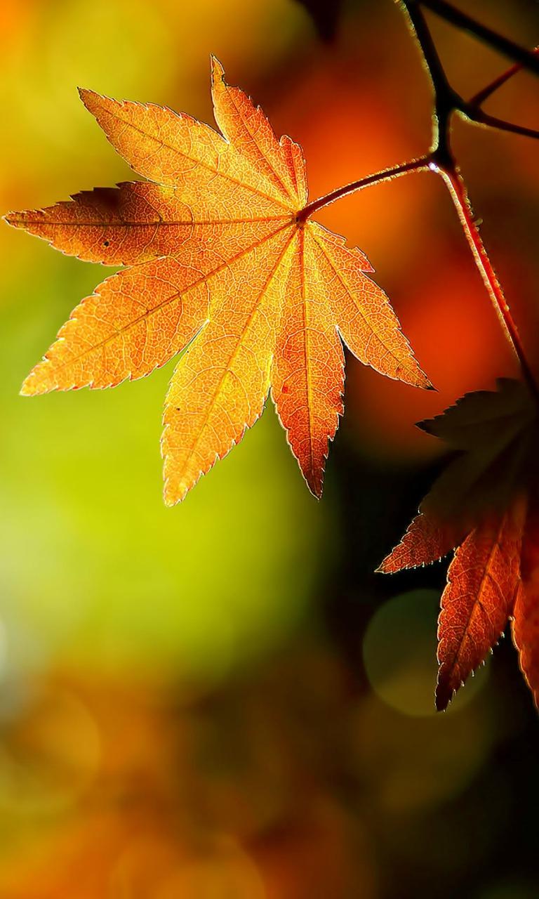 Autumn Leaves Mobile Wallpapers Wallpaper Cave