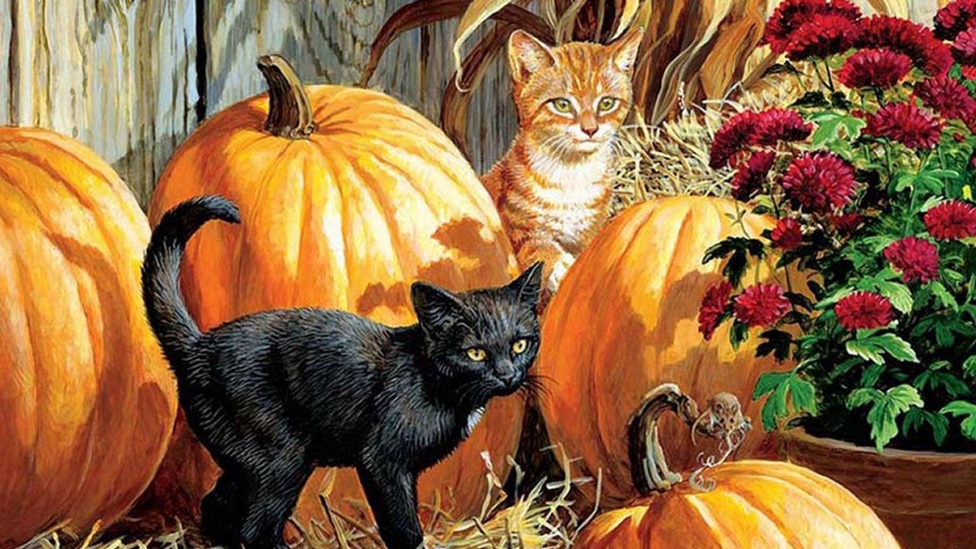 Black Kitten And Halloween Pumpkins Wallpapers Wallpaper Cave