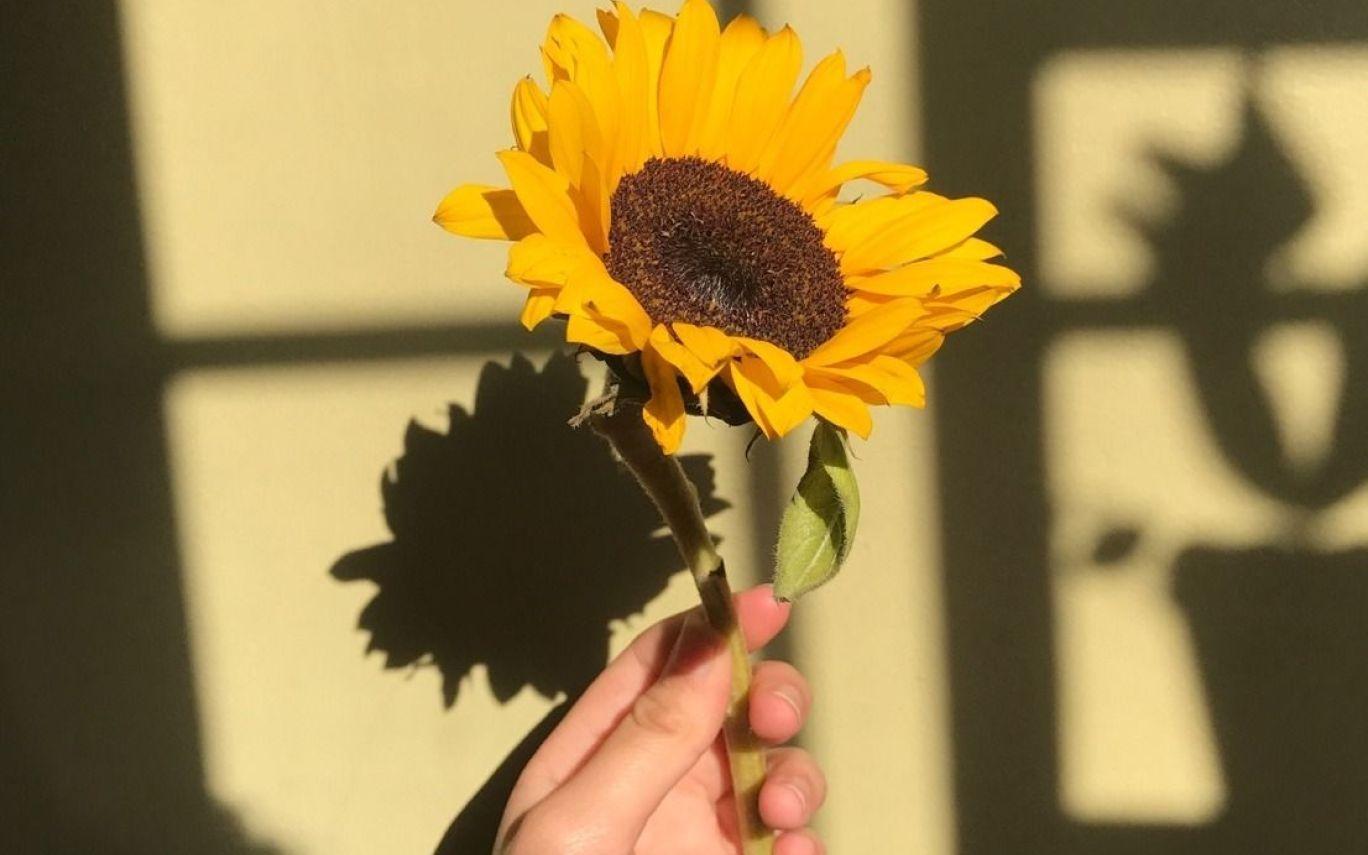 Yellow Aesthetic Flowers Wallpapers Wallpaper Cave