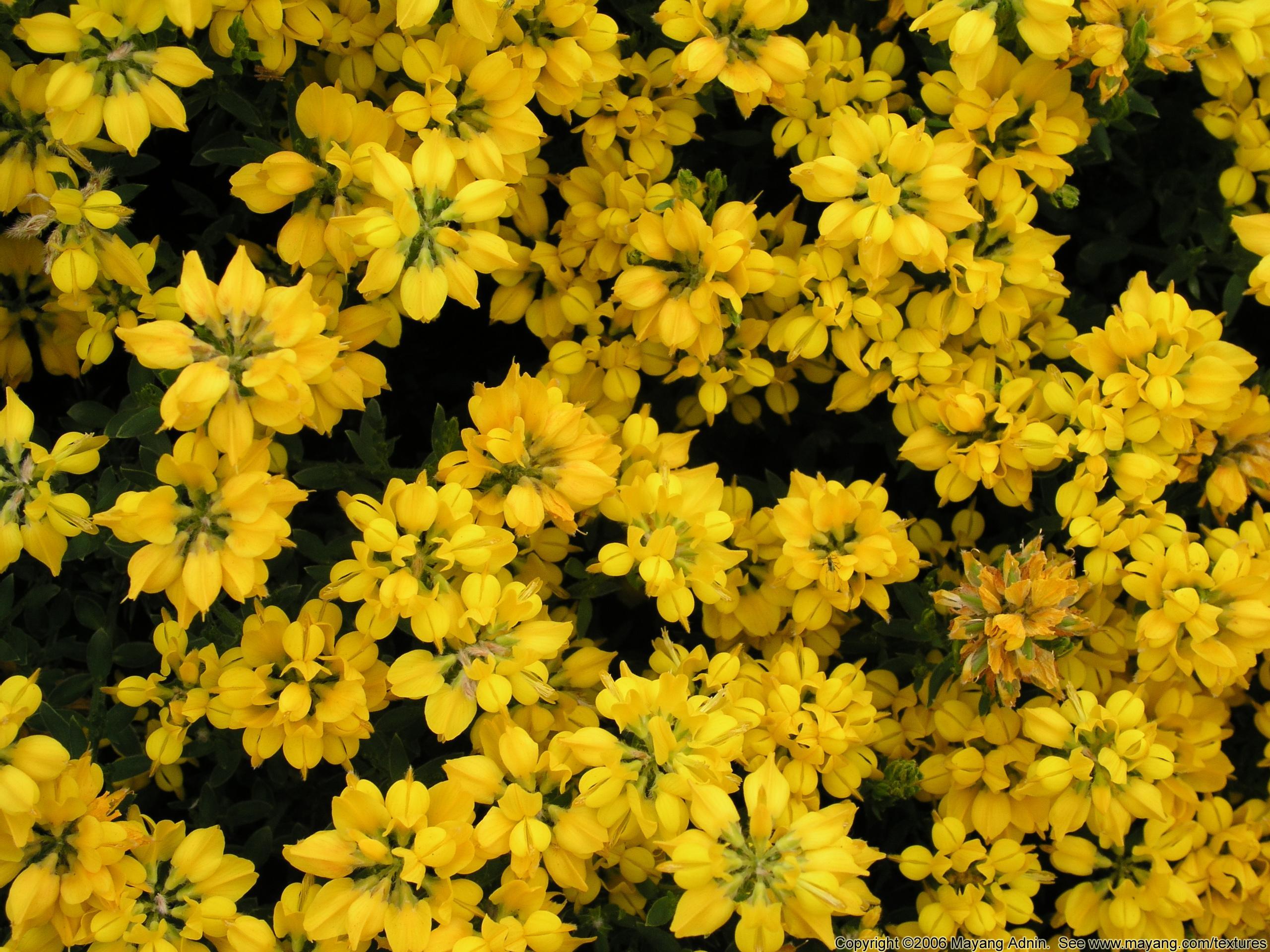 Yellow Aesthetic Flowers Wallpapers Wallpaper Cave