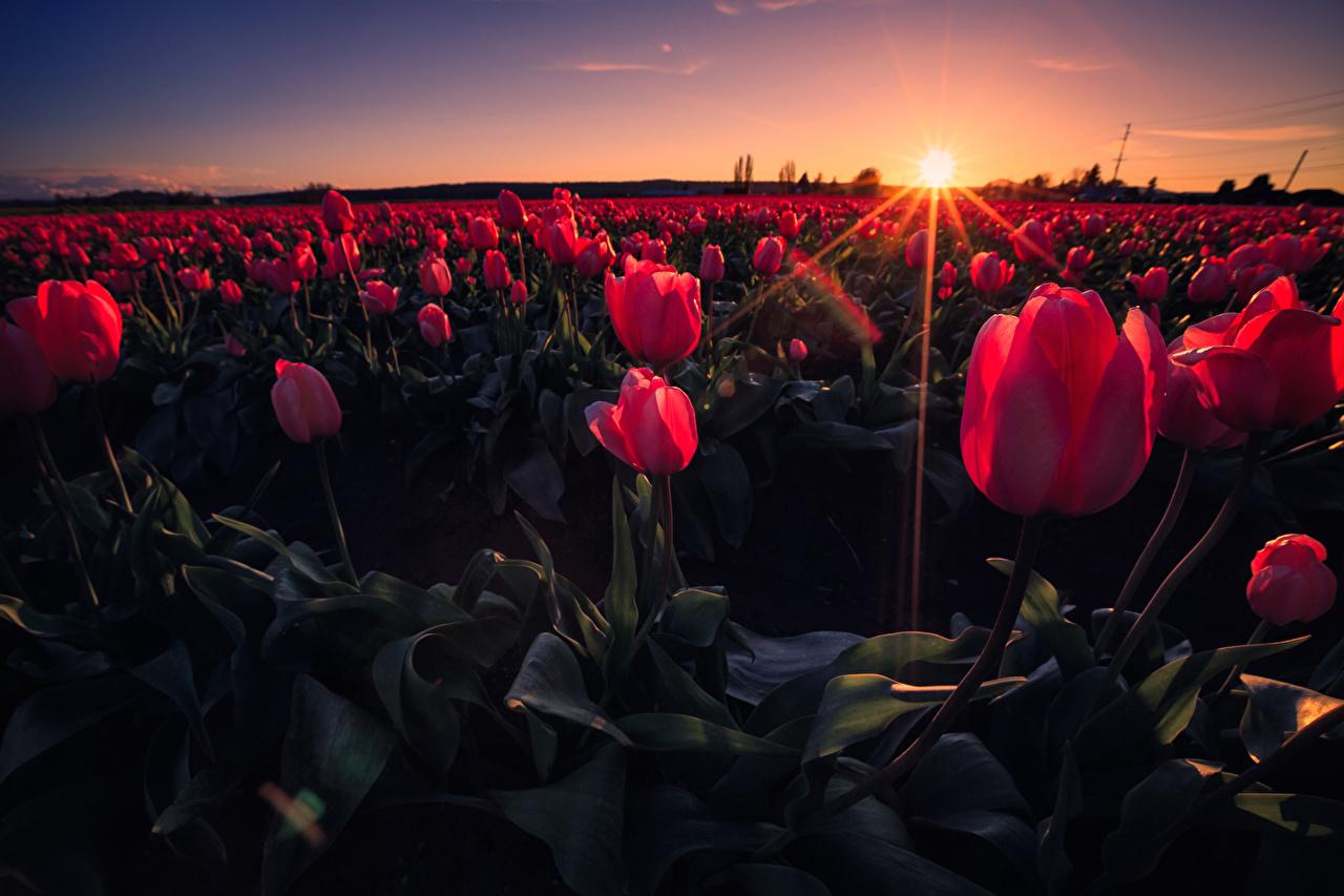 Flowers On The Sunset Wallpapers Wallpaper Cave