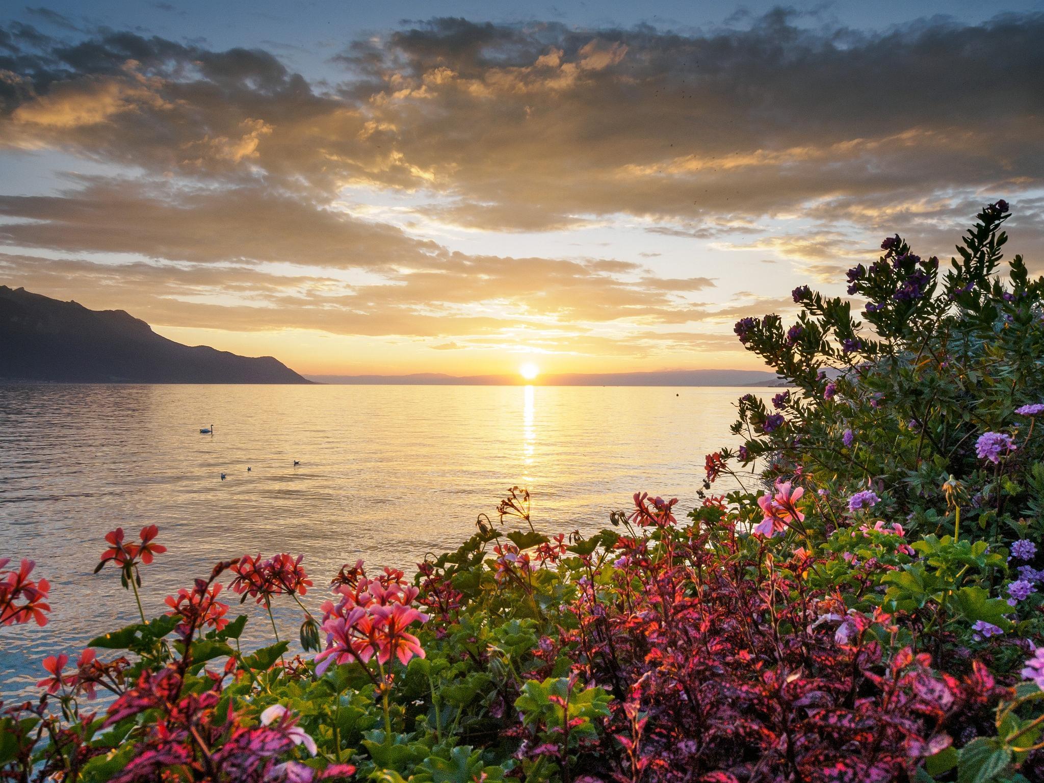 Flowers On The Sunset Wallpapers Wallpaper Cave