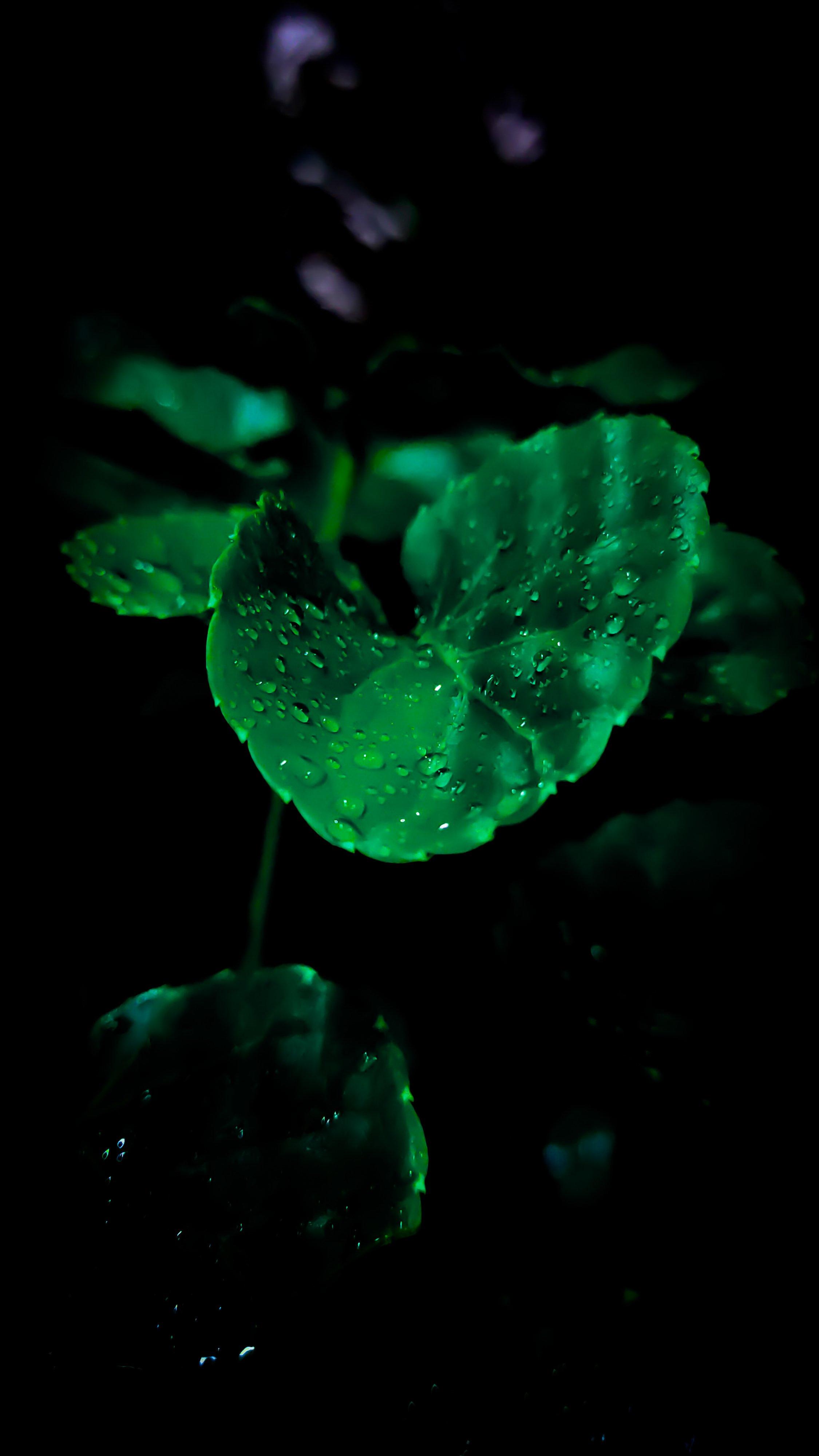 Super Amoled Green Wallpapers Wallpaper Cave