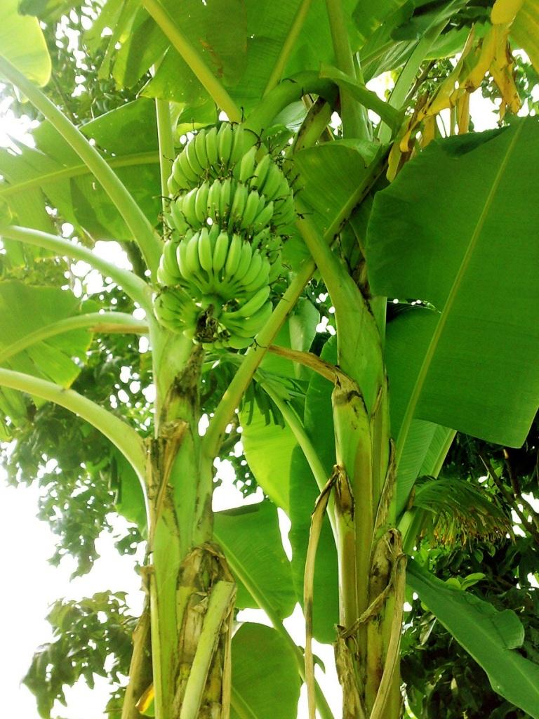 Banana Tree Wallpapers Wallpaper Cave