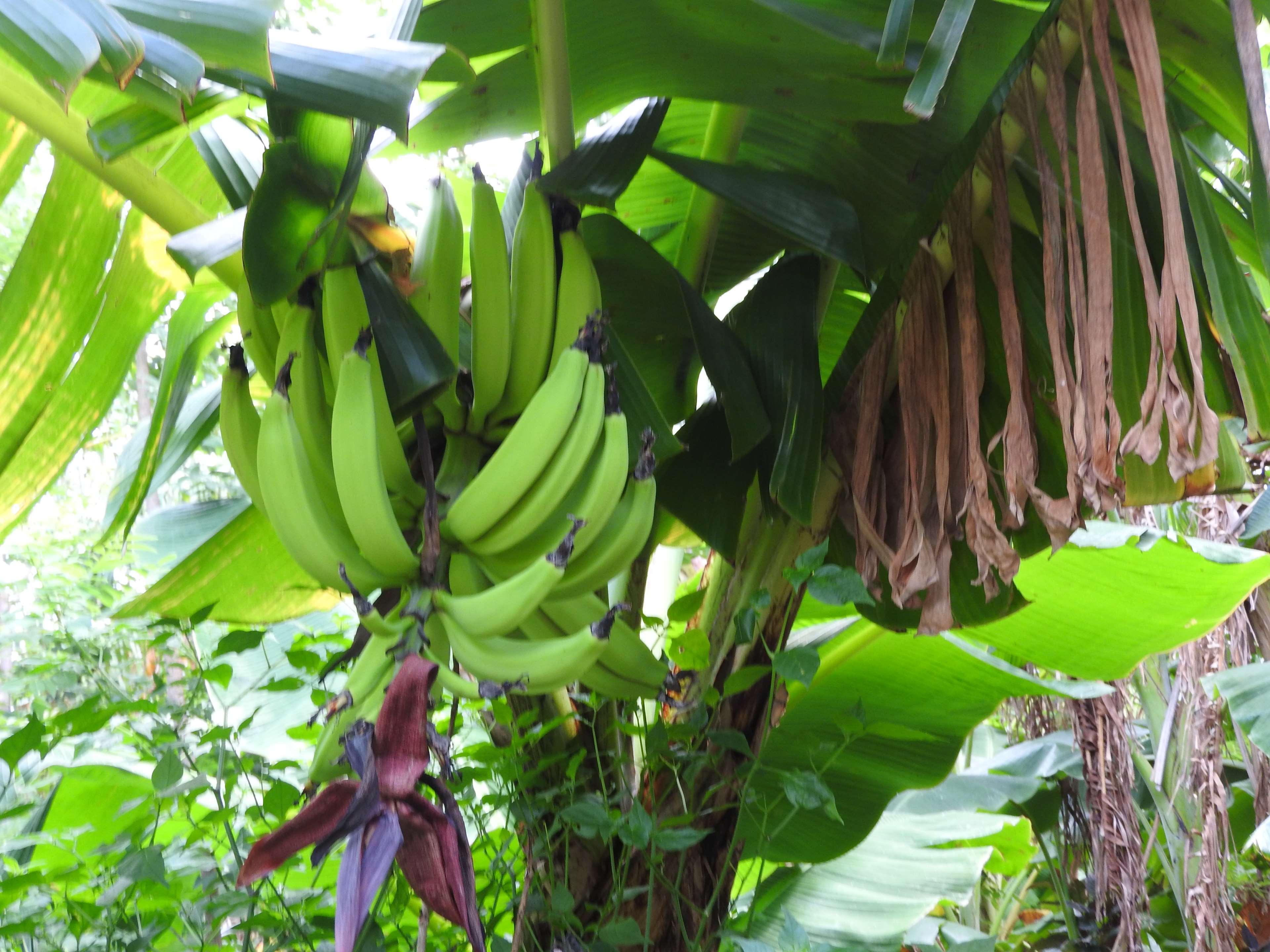 Banana Tree Wallpapers Wallpaper Cave