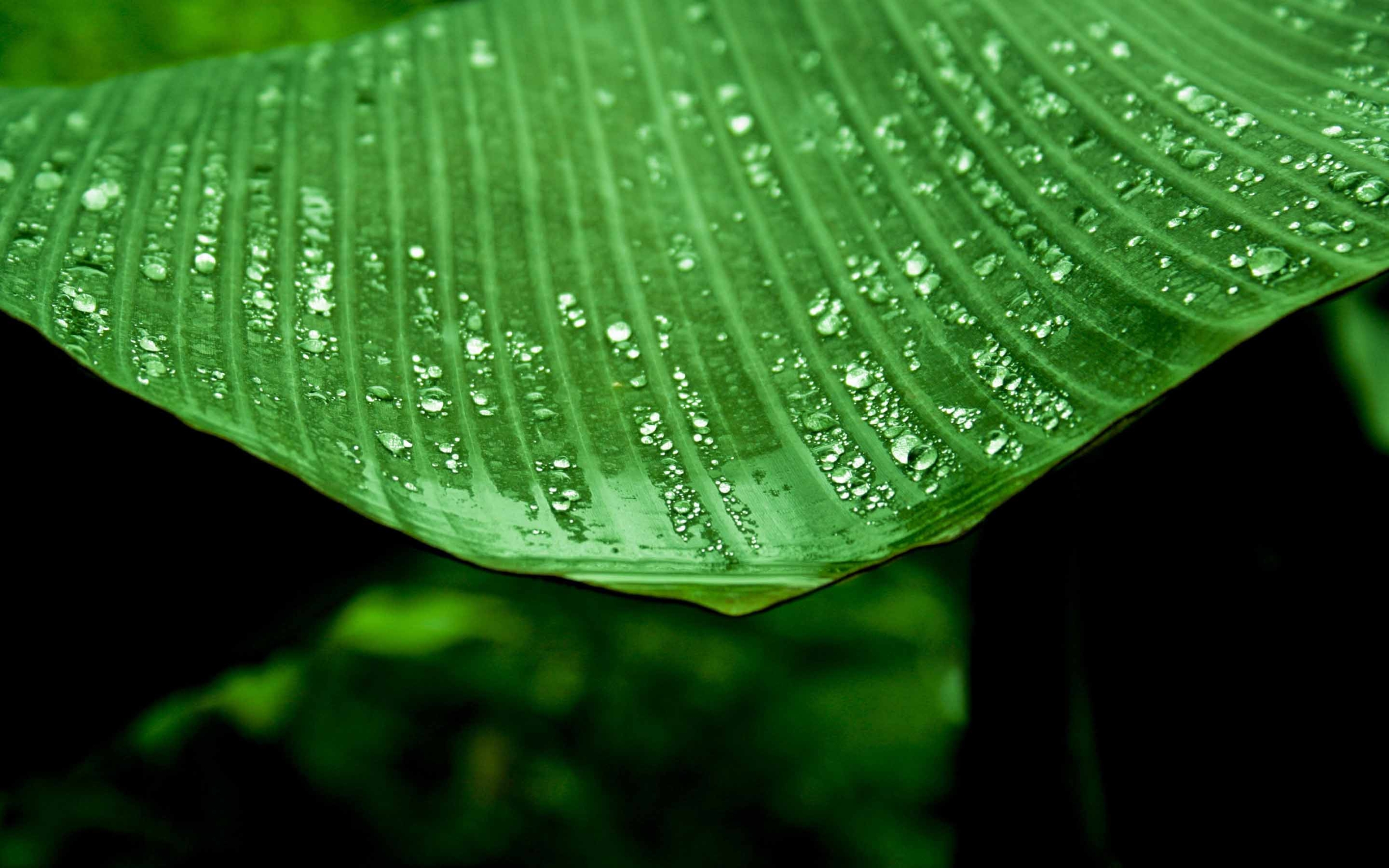 Banana Tree Wallpapers Wallpaper Cave