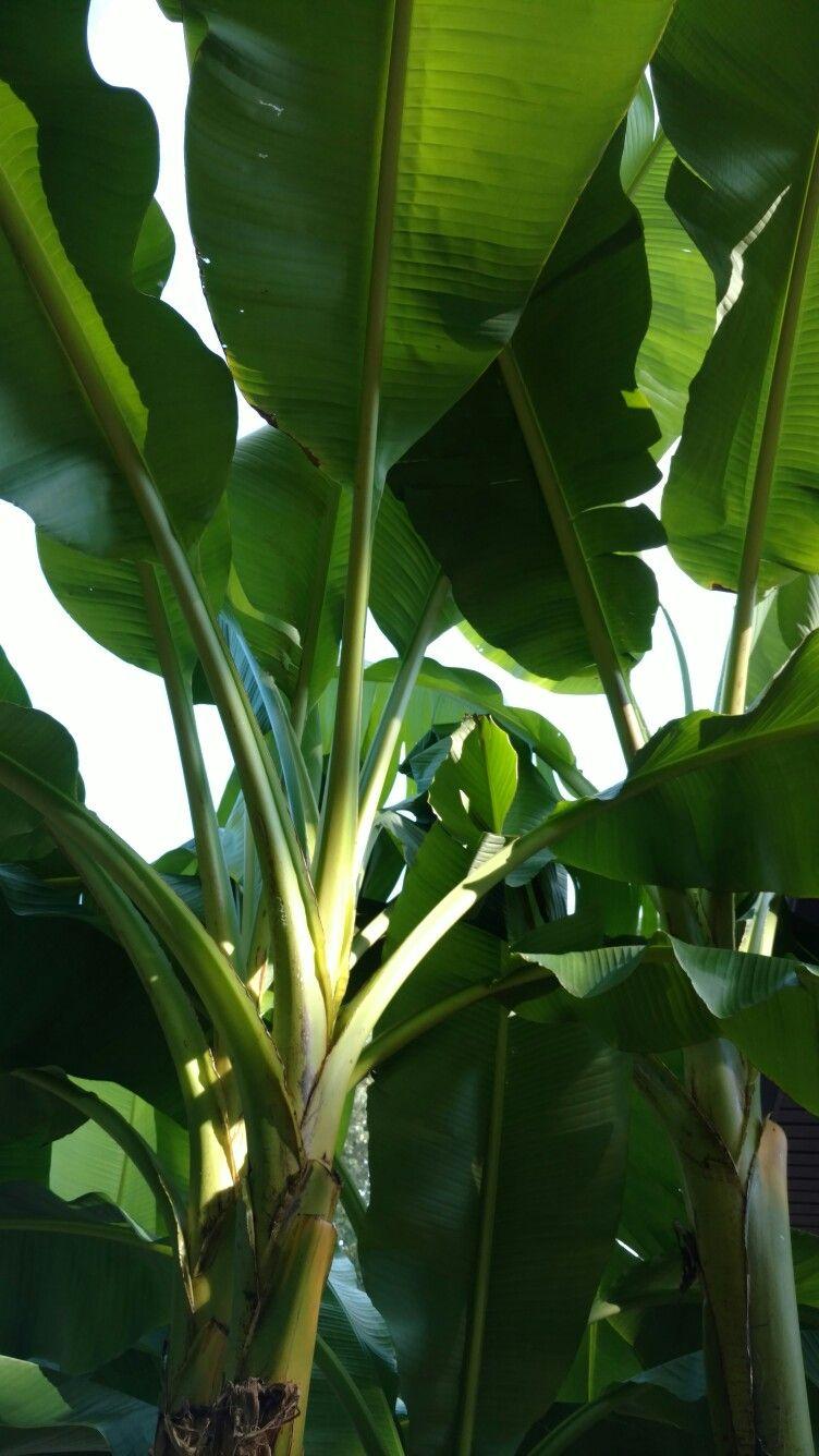 Banana Tree Wallpapers Wallpaper Cave