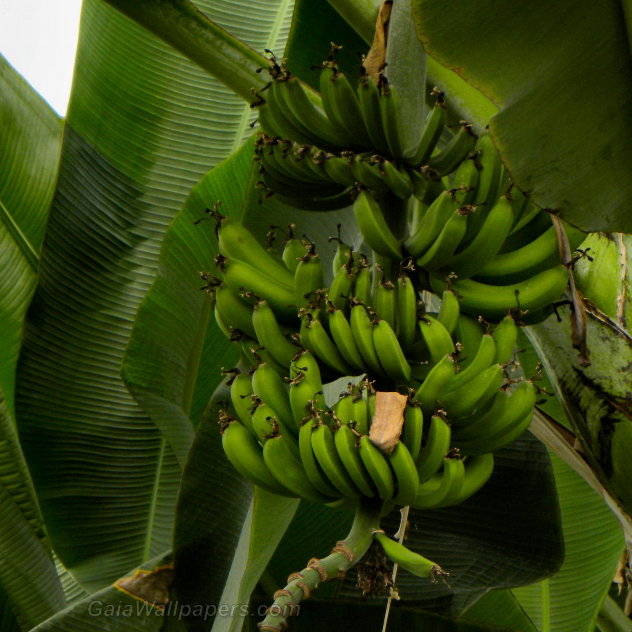 Banana Tree Wallpapers Wallpaper Cave