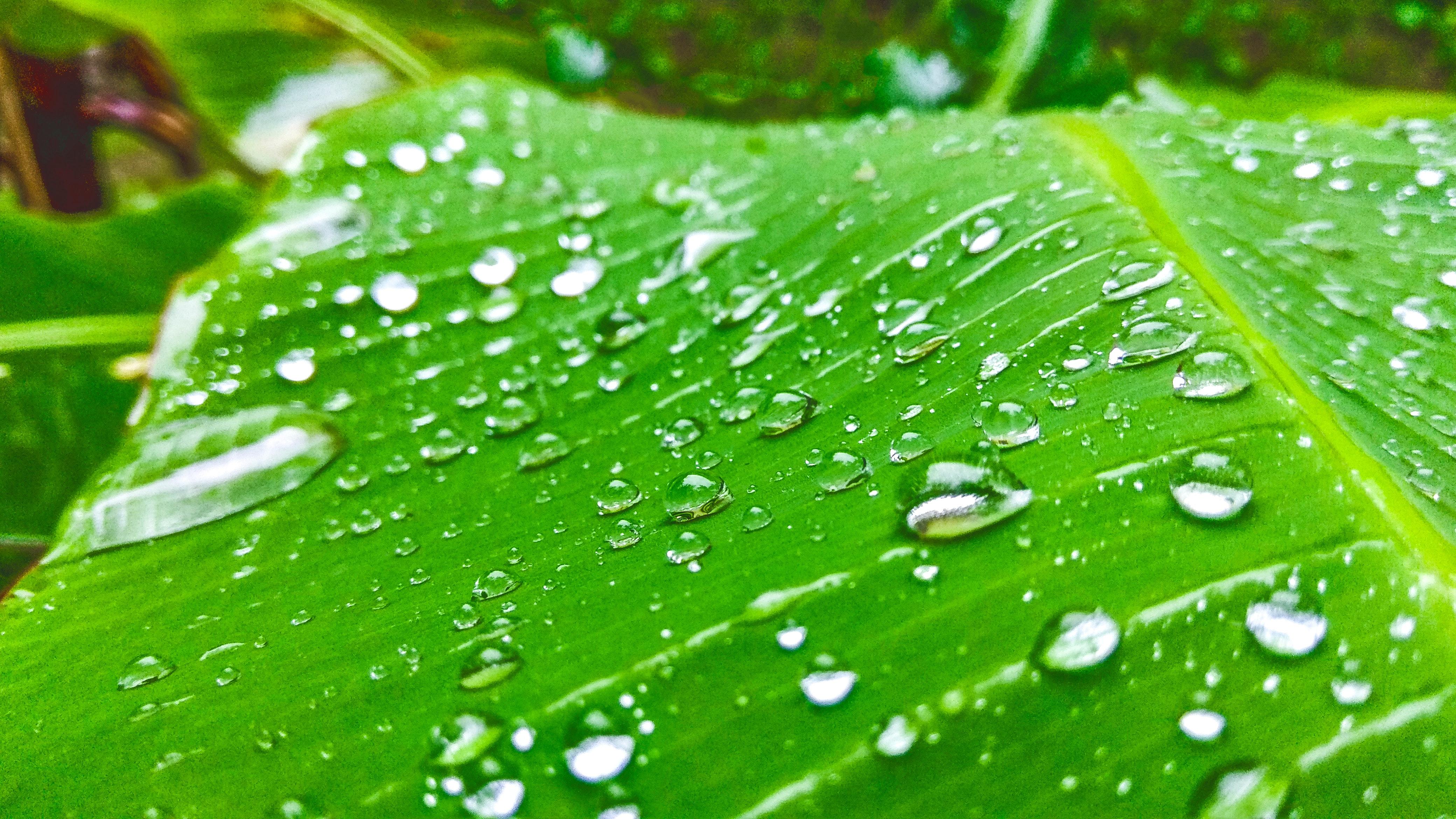 Banana Tree Wallpapers Wallpaper Cave