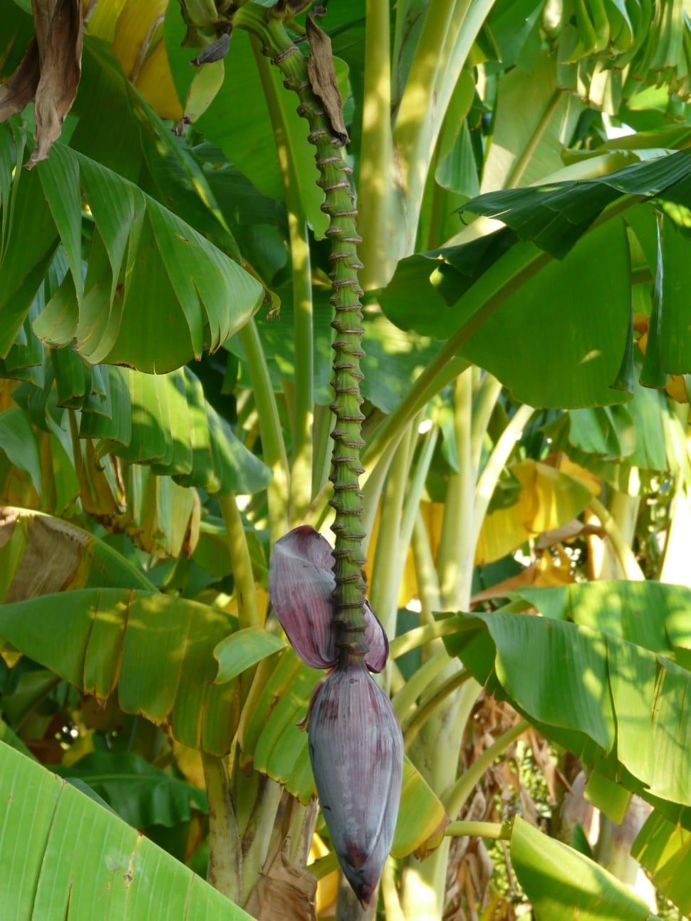 Banana Tree Wallpapers Wallpaper Cave