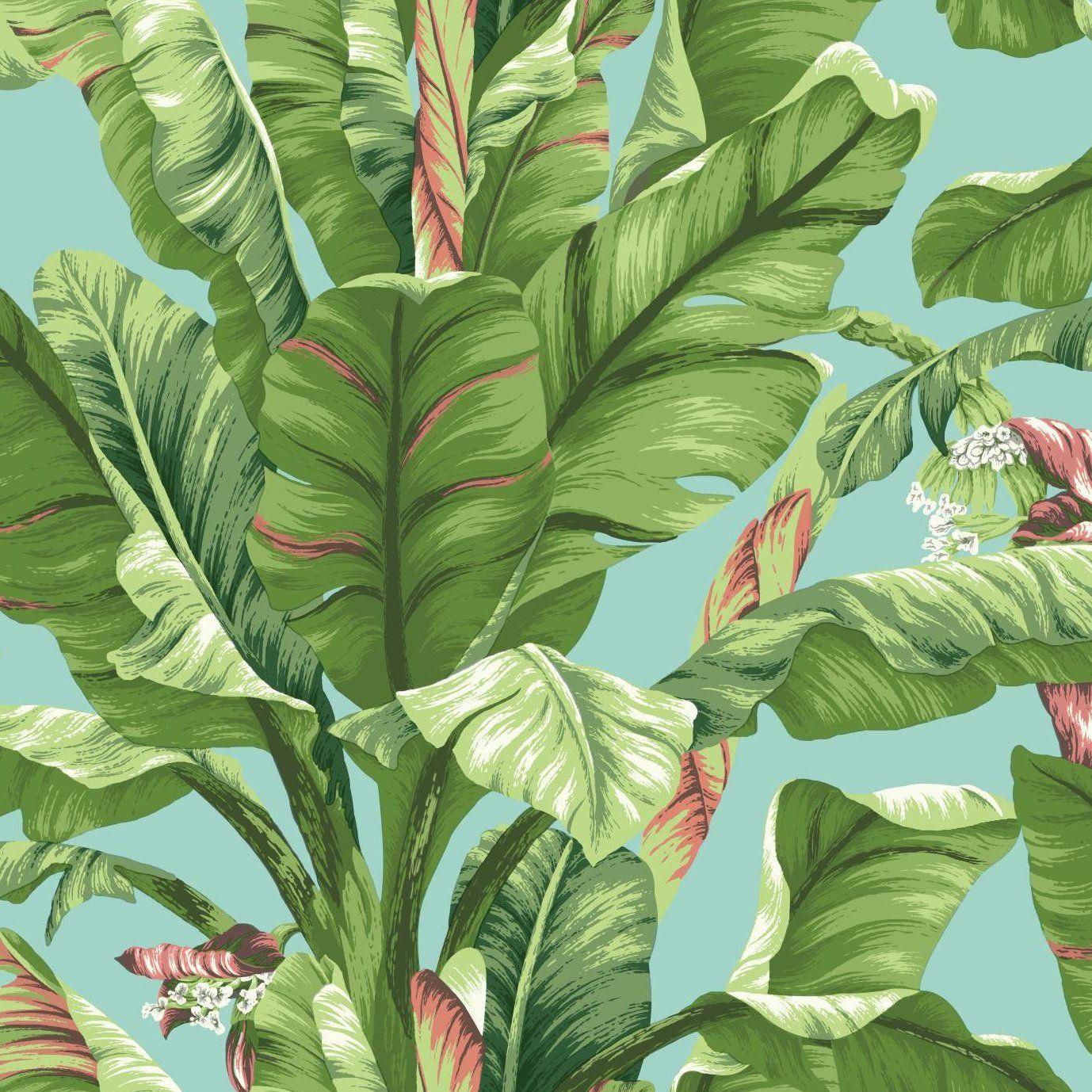 Banana Tree Wallpapers Wallpaper Cave