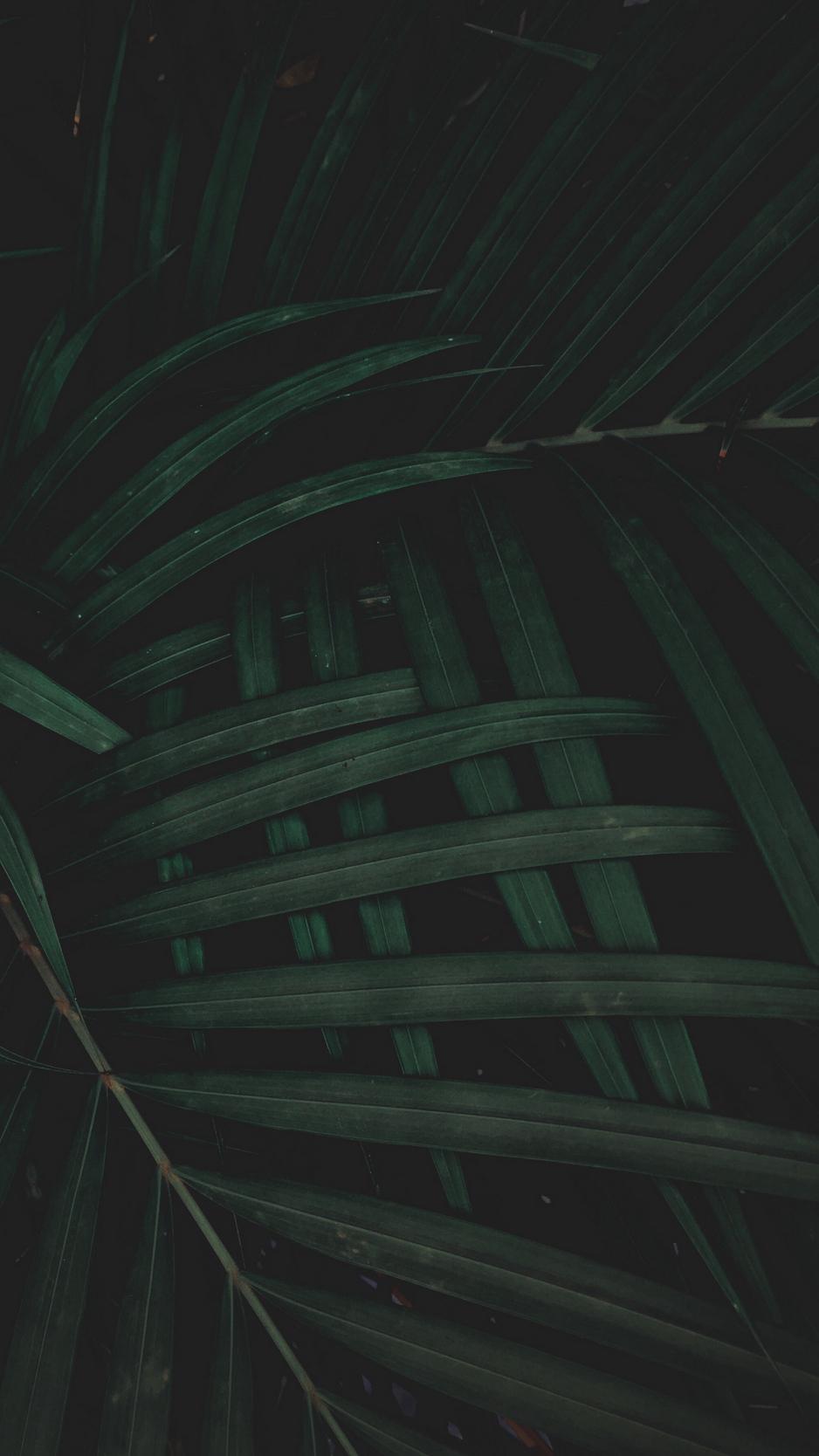 Green Dark iPhone Wallpapers Wallpaper Cave