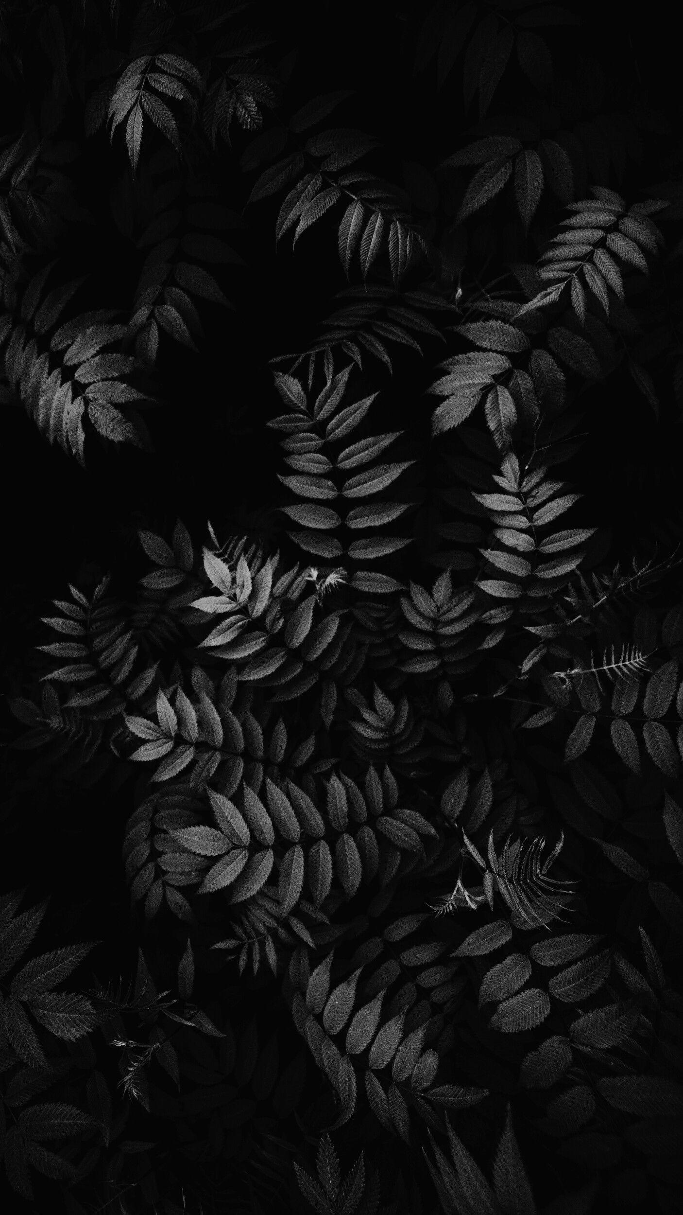 Black And White Phone Wallpapers Wallpaper Cave