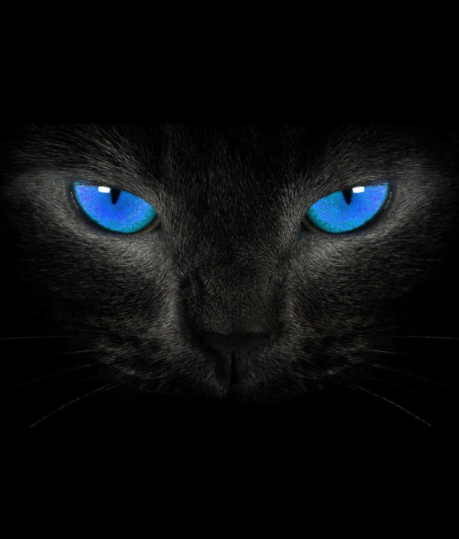 Blue Cat Wallpapers Wallpaper Cave