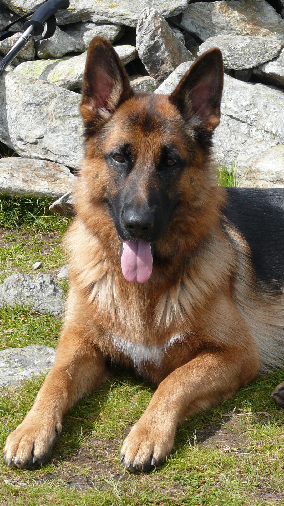German Shepherd Puppy iPhone Wallpapers Wallpaper Cave