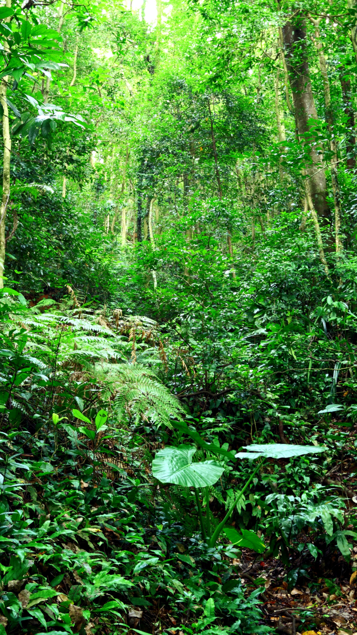 Smartphone Rainforest Wallpapers Wallpaper Cave